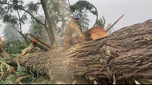 18K views · 300 reactions | Bucking a NASTY Douglas Fir and finding Barbed Wire 臘‍♂️ | Timber Falling Couple | Facebook