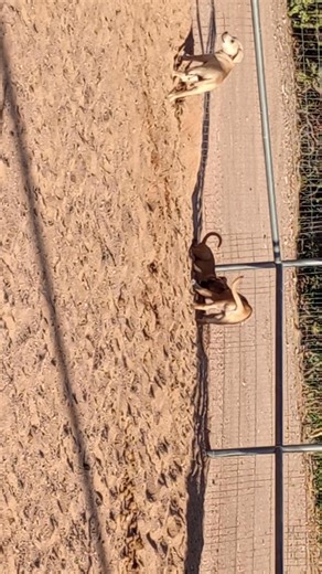 17 reactions | Our foster babies are still looking for their fur-ever homes! Contact Callie at the office 520-398-2814 if you are interested in one of these floof-balls!! #equinevoices #puppies #fostertoadopt | Equine Voices Rescue & Sanctuary | Facebook