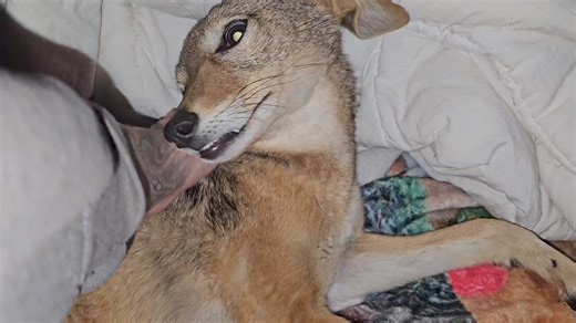 Jackal bedtime | Fawzi Fox