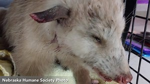 Injured opossum improving in the hands of Nebraska Wildlife Rehab