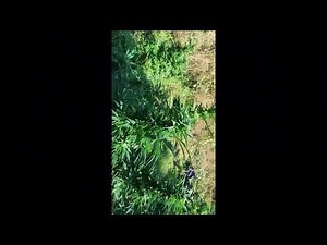 🇬🇧🦍 UK guerilla grow week 21 pt2 🇬🇧🦍 #reepwhatyousow #420 #fyp