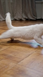 Happy National Cat Day! 😻 On this joyous day, let’s take some time to celebrate our little furry friends by treating them to some GREENIES ™ FELINE Dental Treats Which GREENIES ™ treats do your cats love? | Greenies