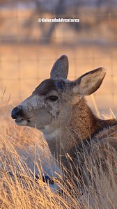 158K views · 3.9K reactions | This mule deer has shed his antlers. The first clip is from Jan 30th and the second clip is from this morning, Feb 5th. #muledeer #muley #coloradoadventures #Colorado #wildlife #muledeercountry | Colorado Adventures | Facebook