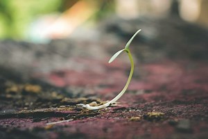 14 Plants That Thrive In Shallow Soil And Shade That You Should Put To The Test | Harper's Nurseries