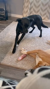 21K views · 238 reactions | A #sneaky Pete at #work | Poke My Heart | Facebook