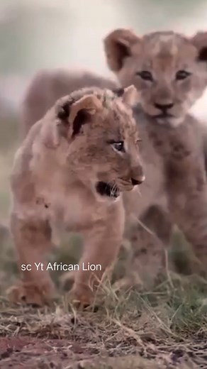 5.5K views · 94 reactions | Lion cub playing. | Fun Page | Facebook
