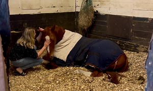 5K views · 303 reactions | Good night kisses too Knowledgable King . | Richard Rowe Racing. | Facebook