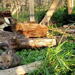 4.8K views · 387 reactions | Four unrelated red fox cubs exploring outdoors for first time since they were rescued and nursed back to health. They will be in our care for another 3 months while they grow up and learn to be wild foxes. #redfox #wildlifevetcare | Wildlife Vet Care | Facebook