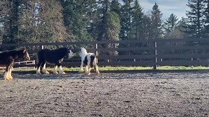 Squishy strikes again!! Drying off after his bath! Photos tomorrow!! | Kohls Cobs