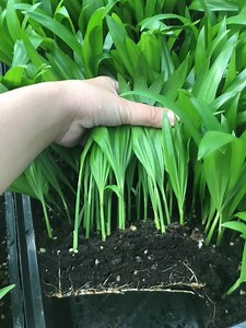 [Hot Item] Areca Palm Chrysalidocarpus Lutescens Seedling