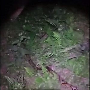 11 reactions | Release of a Reticulated python was done by Agus Putra and Gusti Odon Common Names: Reticulated Python. Non venomus Tidak berbisa Pelepasliaran kembali seekor ular Sanca batik ke alam bebas telah berhasil dilakukan oleh Agus Putra dan Gusti Odon #Reticulatedpython #Pythonreticulatus #Malayopythonreticulatus #Ularsancakembang #Ularsancabatik #Bali #Agusputrapradana #Gustiodon #Balireptilerescue | Bali Reptile Rescue | Facebook