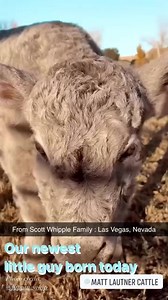 1.3K views · 12 reactions | From Scott Whipple Family : Las Vegas, Nevada | Matt Lautner Cattle | Facebook