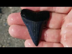 Hunting beautiful, big Great White shark teeth in Myrtle Beach. #LargeGreatWhiteTooth