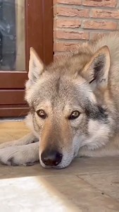 Wolves communicate through their growling ❤️🐺 follow @wildwolveskingdom 👈 for more . 📷: @shaka_kaya_czechwolfdogs . . #wolves #wolvesofinstagram #WolvesMe #wolven #WolvesNation #wolf #wolfpack #wolfdog #wolfgang #wolfhybrid #wolfman #wolfs #wolfie #wolfhard #wolfdogs #wolfgirl #wolfy | Wolfitude