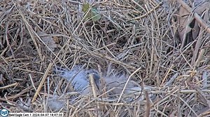 15K views · 641 reactions | First feeding of new eaglet at United States Steel Corporation bald eagle nest in Pittsburgh #eagle #eagles #livestream #UnitedStatesSteel #PixCams | PixCams | Facebook