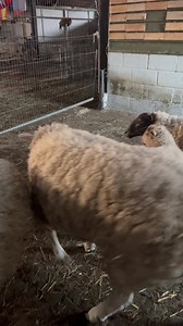 Our rescue sheep Shaun gets out to meet our sheep Part 1 #shaunthesheep #rescuesheep | Caenhill Countryside Centre