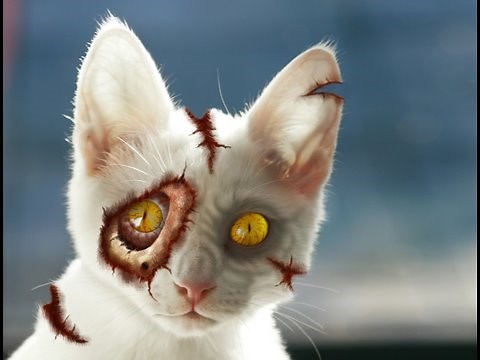 Hello Zombie: My Zombie Kitty