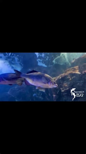 Aquarium of the Bay on Instagram: ""Striped seaperch are found statewide, but are rarely seen south of Point Conception. They are found to depths of around 55 ft., although they prefer shallow water less than 18 ft. deep. Striped seaperch are often found in rocky areas with dense algal growth including kelp beds, which harbor abundant prey." - California Dept. of Fish and Wildlife Just one of 24,000 local marine animals you will find in our marine galleries! Support our nonprofit mission to prot