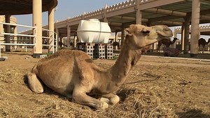 Camel On Farm Bahrain Stock Footage Video (100% Royalty-free) 1009286537 | Shutterstock
