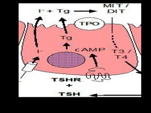 Iodine metabolism--- thyroid gland