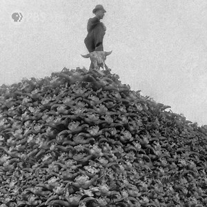 3.3K reactions · 542 shares | #AmericanBuffaloPBS, a film by Ken Burns, traces the near demise — and return — of the U.S. national mammal. Now streaming. | PBS | Facebook