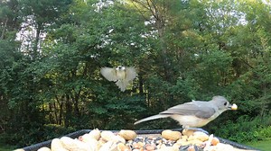 7.8K views · 739 reactions | Black-Capped Chickadee, Tufted Titmice, Common Grackle, White-breasted Nuthatch | Critter Cam | Facebook