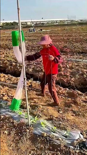 Setting Up Climbing Nets for the Crops