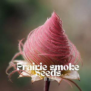 Prairie Smoke Flower Seeds: 40 Rare Geum Triflorum Perennial for Bonsai - Etsy Canada