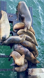Sea Lions chilling at the Santa Cruz Wharf | Native Santa Cruz