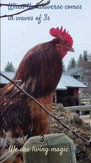 3 beautiful Cocks for you 🥰🫂