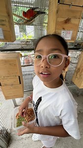 Harvesting Chicks for Handfeeding by Myko | Myko's Aviary