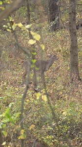 See the woods like never before. LIDAR from onX Hunt exposes every rise, dip, and bench hidden beneath the trees—helping you pinpoint bedding areas, funnels, and travel corridors that mature bucks frequent. | onX Hunt