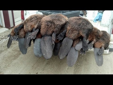 Best Spring Beaver Trapping video ever! 330 conibears and snares.