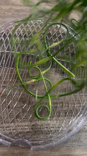 Dehydrating my garlic scapes to make tasty homemade garlic powder 😋. WORD TO THE WISE: Do this outside of the home unless you want it to smell like garlic for weeks 🤣 it’s potent! #garlic #garlicscapes #garlicpowder #howto #easyrecipes #homegrown #gardening #asmr | The Superior Gardener