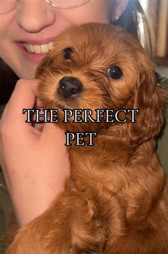 HighlandTailsLabradoodles on TikTok