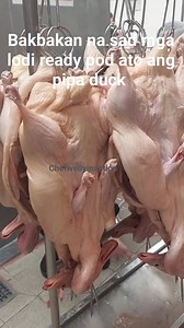 Ready na pod ang ato ang pipa duck good for 600pax #everyonehighlightsfollowers #followerseveryone #fbreelsfyp #fbreelsfypシ゚viralfbreelsfypシ゚viral | Chef Welly in Action