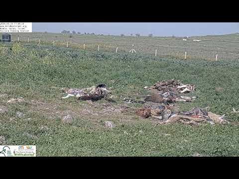 LIVE Vulture Feeding Station Gamla CAM| saved day stream, not live