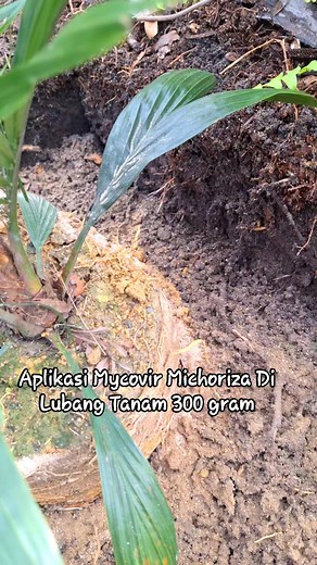 Aplikasi Mycovir Michoriza Di lubang Tanam Sebanyak 300 Gram. #KebunSawit #PetaniSawit #AplikasiMycovirMichorizaDilubangTanam #AntiGanodermaBonineense | Ahmar Sababa