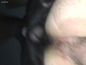 Dog knots my asshole