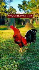 #DWGF #WPC #highlightsシ゚ #passion #Philippines Dragon Warrior Gamefarm, Lipa City ❤️ | Anthony Jacinto