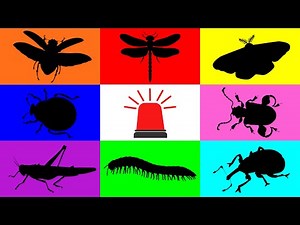Insect: Ladybug, Grasshopper, Frog Legged Beetle, Moth, Dragonfly, Weevil, Millipede