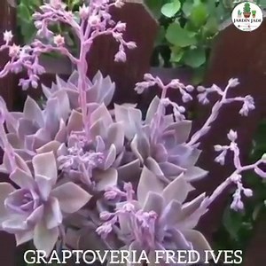 93K views · 3.6K reactions | En este video te muetro algunas suculentas que las puedes tener al sol | Vivero Jardín Jade | Facebook