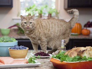 62 reactions · 10 comments | Our superfood-filled recipes are nose-licking and nutritious. Here are just three of the benefits! | Solid Gold Pet Nutrition | Facebook