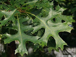 Quercus coccinea - Alchetron, The Free Social Encyclopedia