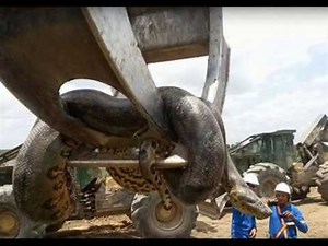 Terrifying 33ft Anaconda Discovered Lurking In Caves Near Dam Construction Site In Brazil