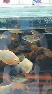 Pink Tail Chalceus #hobihanemyoutube | Hobihanem