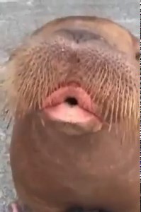 51K views · 717 reactions | Introducing the whistling Walrus  Credit: Newsflare | NTD India | Facebook