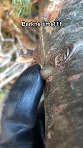 Its wednesday you know that means! More tree pimples! #fyp #satisfying #pop #pimple