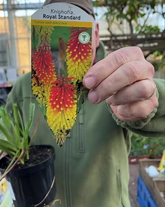 #add Red Hot Poker “Royal Standard “ Flower for months in summer and early autumn. Winter hardy and last forever. Planting time is from now, available in webshop WEBSHOP https://pergolanurseries.ecwid.com All Ireland delivery 🚚 32 Counties Pergola Nurseries Garden Corner, Virginia,Co Cavan A gardeners oasis of quality plants Open Tuesday to Saturday10.30-5.30 Open Sundays 2-5.30#add #plants#garden #gardenideas #fyp #fypage #gardencolour #gardentime #plantingtime #easygardenforyou #foryourpage #
