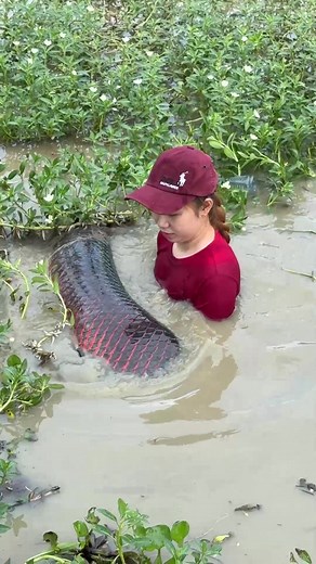 This is the most amazing bottle fish traps with chicken to catch giant arapaima fish for survival #fishing